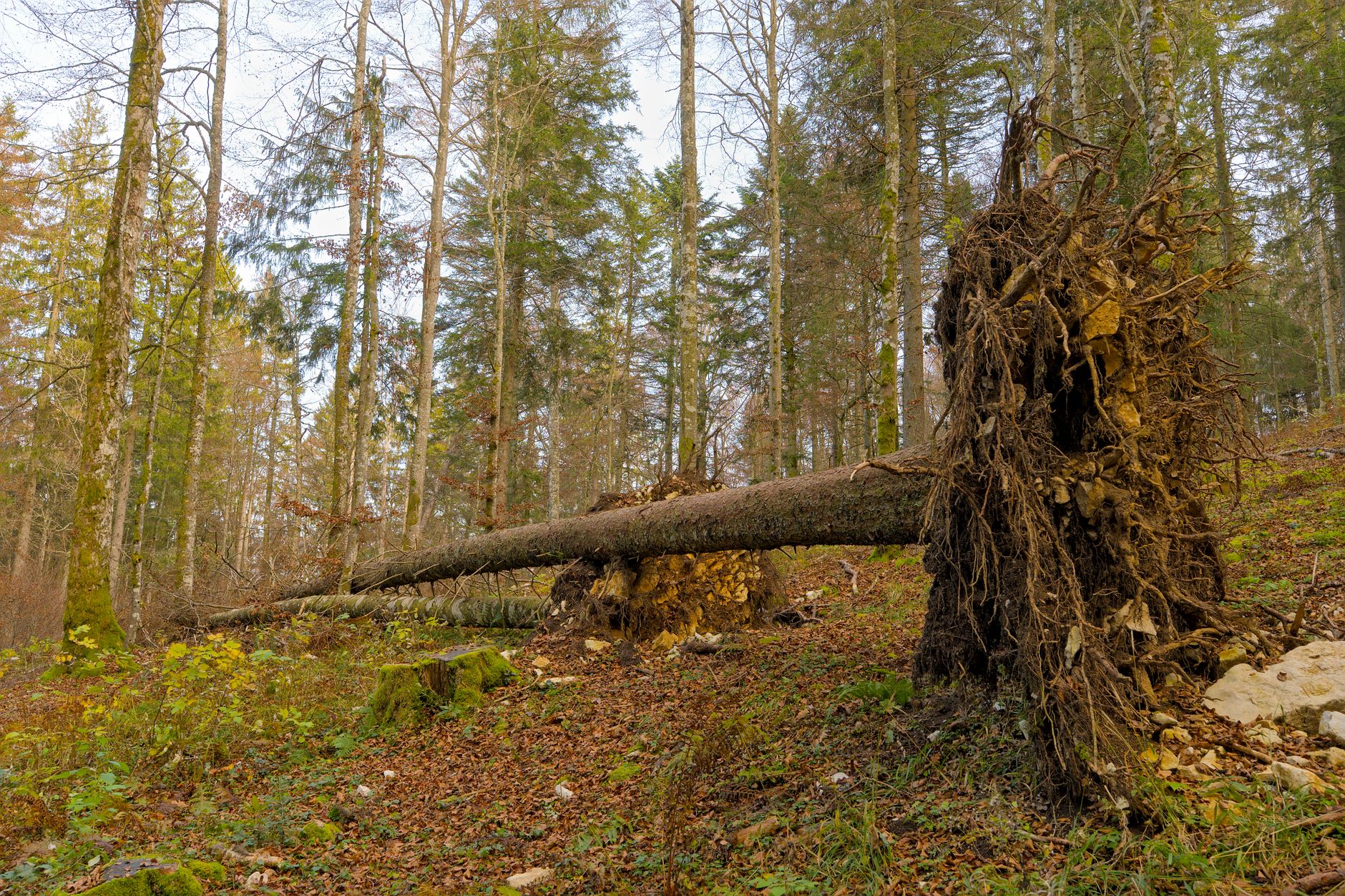 Enlèvement arbre urgence à Rennes